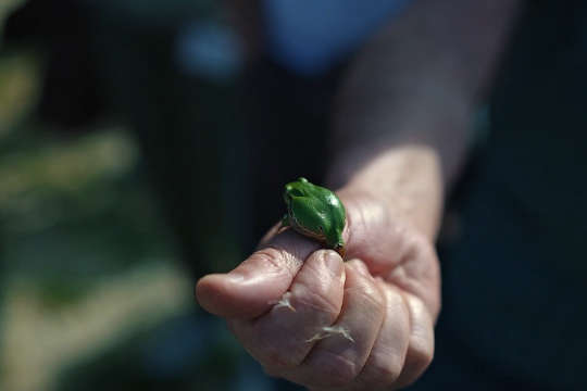 06_Laubfrosch_CopyStereoMedia .jpg